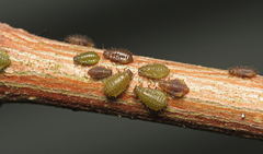 Periphyllus testudinaceus