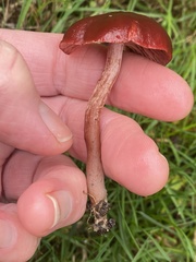 Tubaria vinicolor