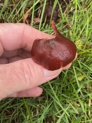 Tubaria vinicolor