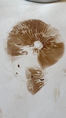 Tubaria vinicolor