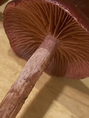 Tubaria vinicolor