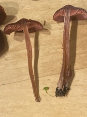 Tubaria vinicolor
