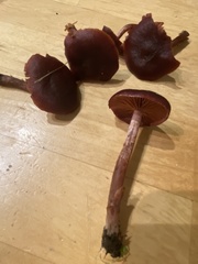 Tubaria vinicolor