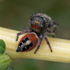 Phidippus phoenix