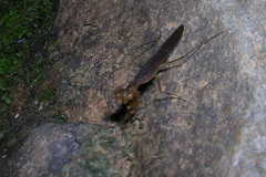 Hapalopezella maculata