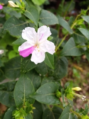 Mirabilis jalapa