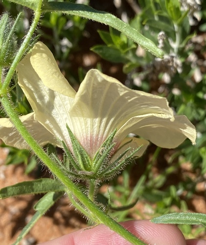 Hibiscus palmatus image