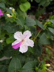 Mirabilis jalapa