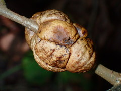 Disholcaspis spongiosa