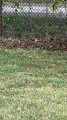 Marmota monax