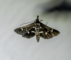 Diasemiodes janassialis