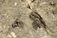 Chondrina avenacea