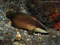Rypticus bistrispinus