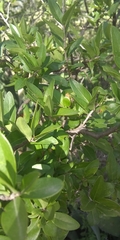 Styracaceae