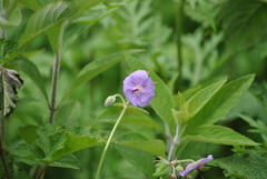 Geranium platyanthum