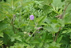 Geranium platyanthum