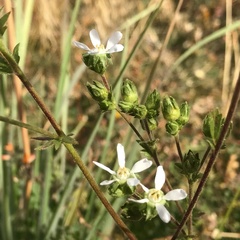 Horkelia clevelandii