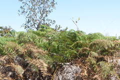 Pteridium arachnoideum