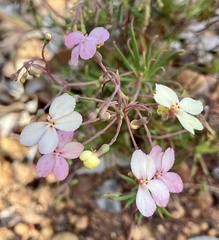 Stylidium scandens