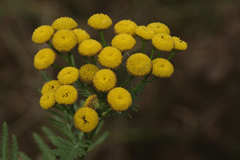 Tanacetum vulgare