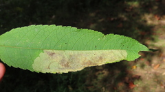 Calycomyza flavinotum