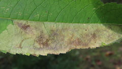 Calycomyza flavinotum