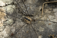 Leiobunum religiosum