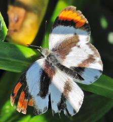 Colotis euippe omphale