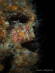 Oyster Blenny photo 2