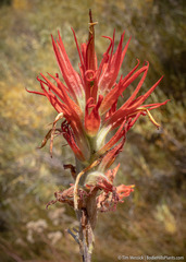 Castilleja miniata miniata