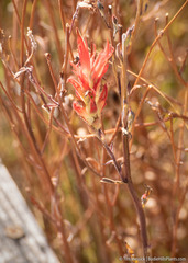 Castilleja miniata miniata