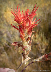 Castilleja miniata miniata