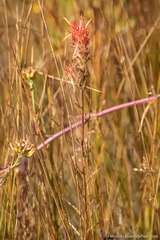 Castilleja miniata miniata