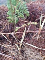 Asterostigma