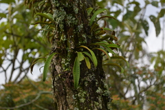 Pleopeltis polylepis