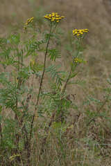Tanacetum vulgare