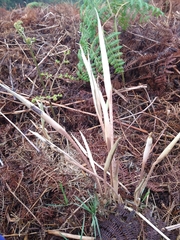 Asterostigma