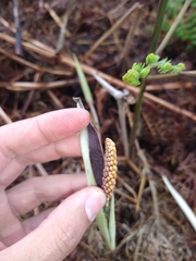 Asterostigma