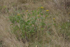 Tanacetum vulgare