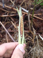 Asterostigma