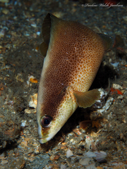 Rypticus bistrispinus
