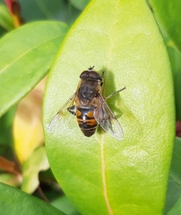 Eristalis tenax