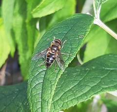 Eristalis pertinax