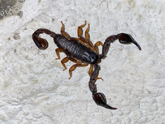 Euscorpius italicus