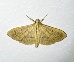 Patania silicalis