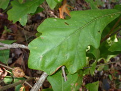 Disholcaspis spongiosa