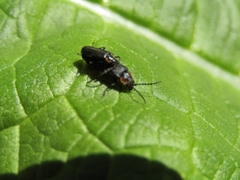 Polemius denticornis