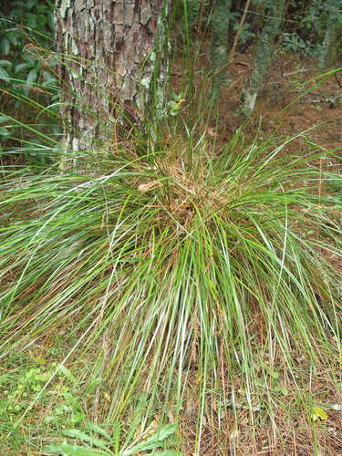 variable sword-sedge (Flora on K'gari) · iNaturalist