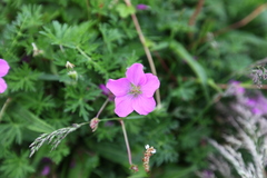 Geranium pylzowianum