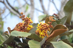 Byrsonima verbascifolia